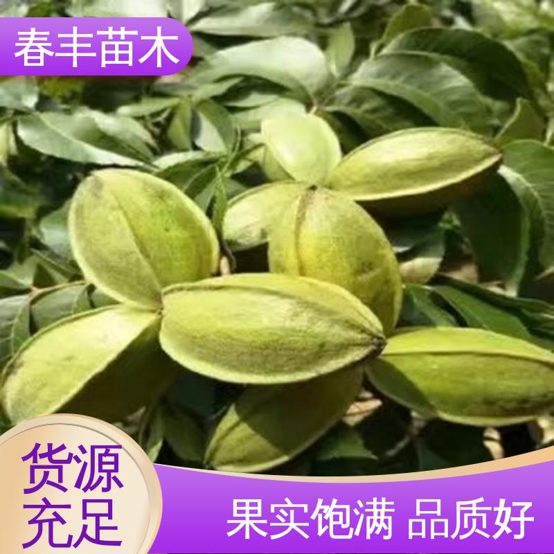 春丰苗木 碧根果容器苗基地生产 果实含油量高 规格齐全 物流配送