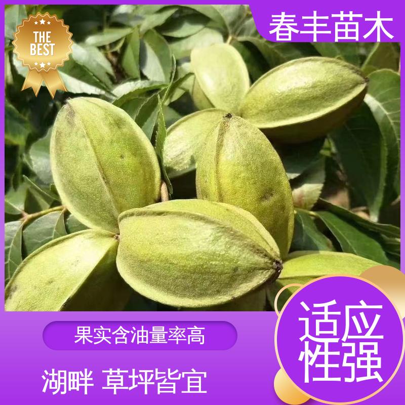 春丰苗木 碧根果三年苗基地生产 果实饱满 成活率高 适应性强
