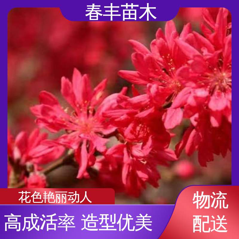 春丰苗木 找桃树苗1米高 树形丰富 花香四溢 移栽种植 高存活率