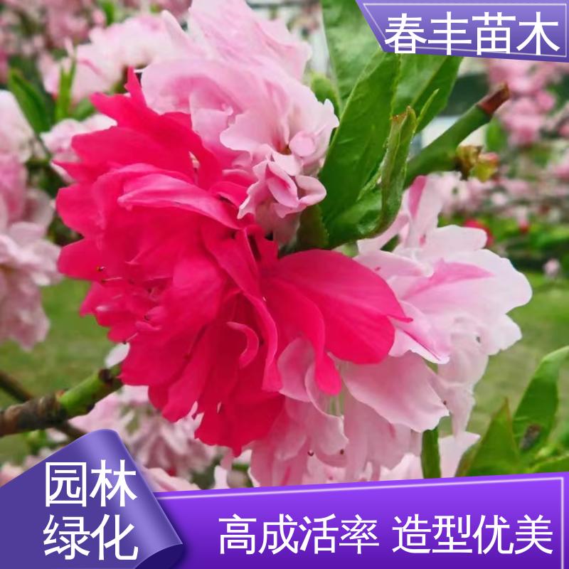 春丰苗木 观赏桃树苗 庭院别墅造景树 花色艳丽动人