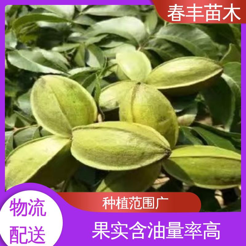 春丰苗木 美国山核桃袋装苗2公分粗 品质好 可孤植 丛植