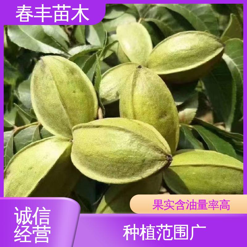 春丰苗木 美国碧根果苗基地生产 品种纯正 根系发达 耐水湿