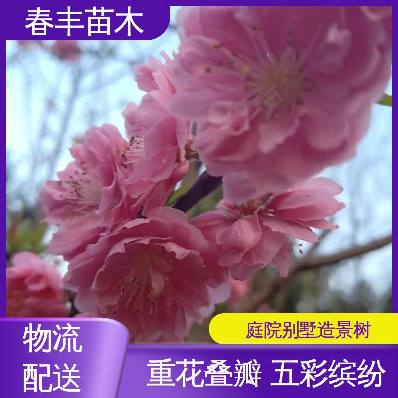 春丰苗木 观赏桃树 园林绿化 公园景区造景植物 花叶秀丽 易成活