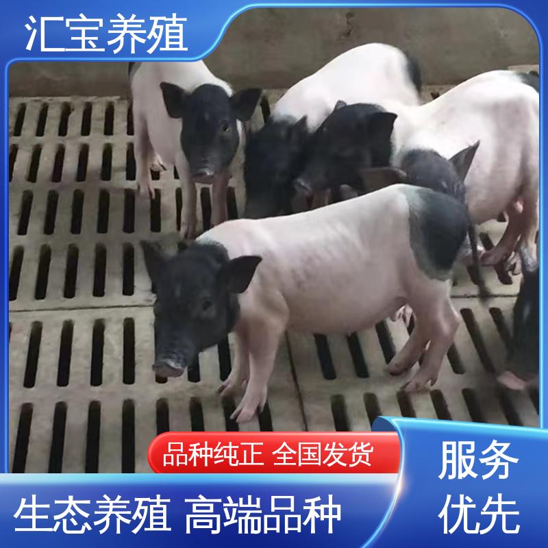  快速发货 一窝十几头 正规养殖基地 包邮包运输 巴马香猪