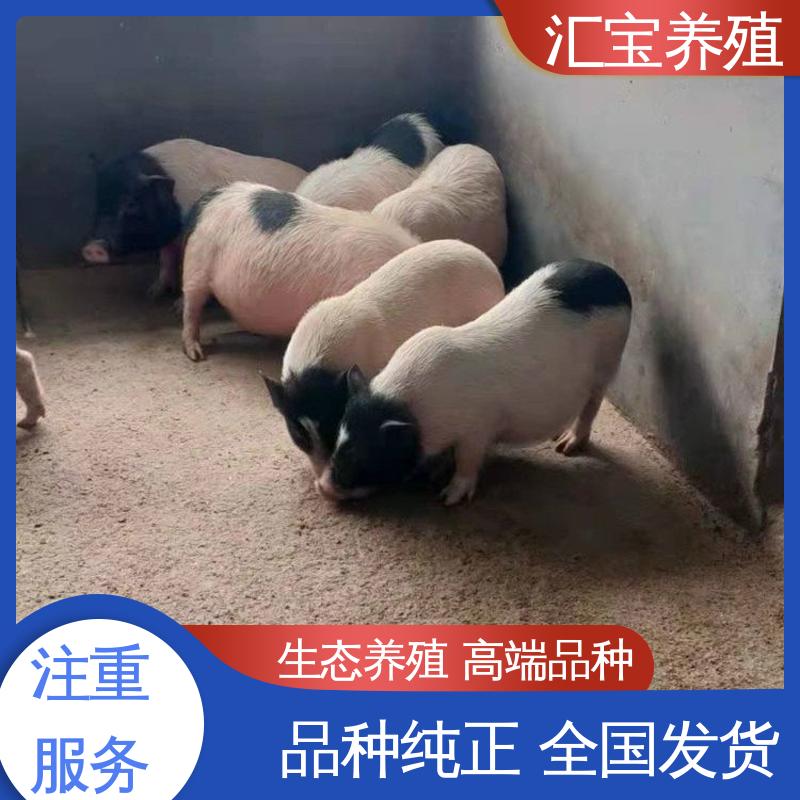 快速发货 散养 宠物 小体型巴马香猪 成年大猪出栏 