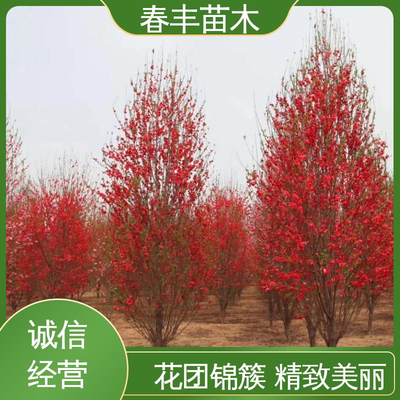 春丰苗木 基地现挖 簪粉6-8公分 质量合格 一条龙培育