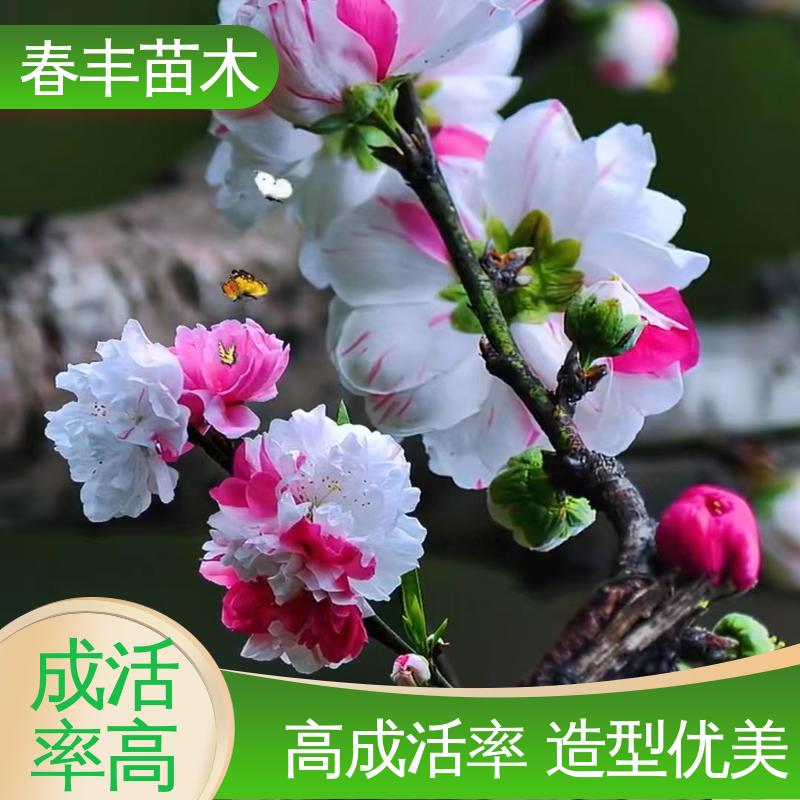 春丰苗木 基地现挖 绿叶碧桃40元装车 花色艳丽动人