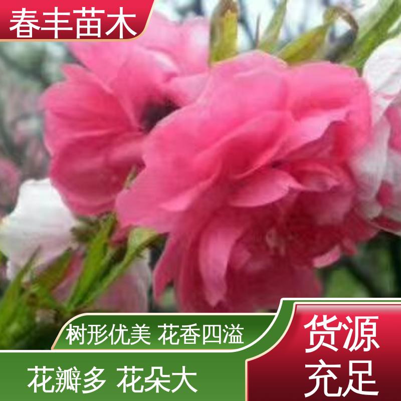 春丰苗木 基地供应 罩手桃30元打土球上车 颜色鲜艳 花色多样