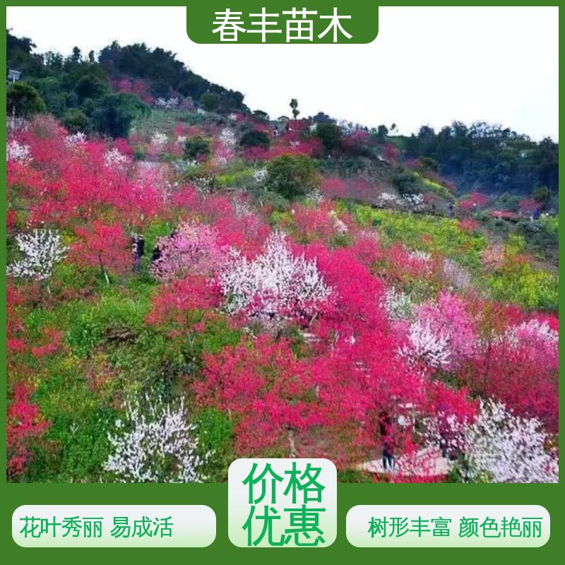 春丰苗木 基地供应 鸳鸯桃5-9公分 规格齐全 品种纯正