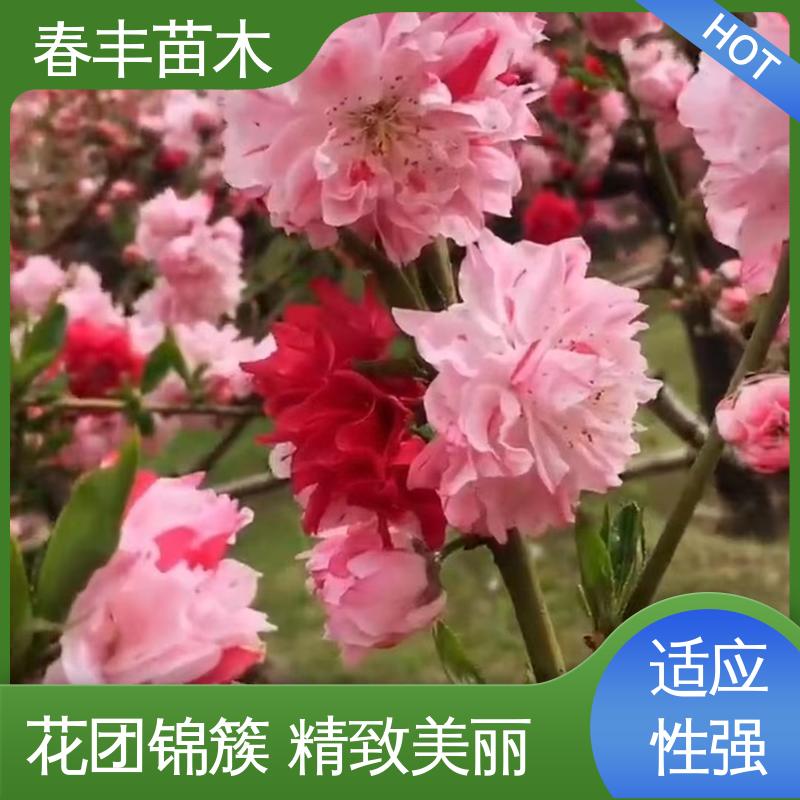 春丰苗木 基地供应 洒红龙柱桃 8-10公分 规格齐全 品种纯正
