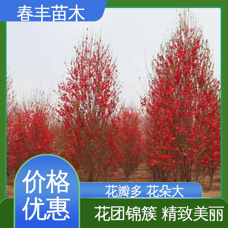 春丰苗木 基地供应 粉菊花桃5-9公分 规格齐全 品种纯正