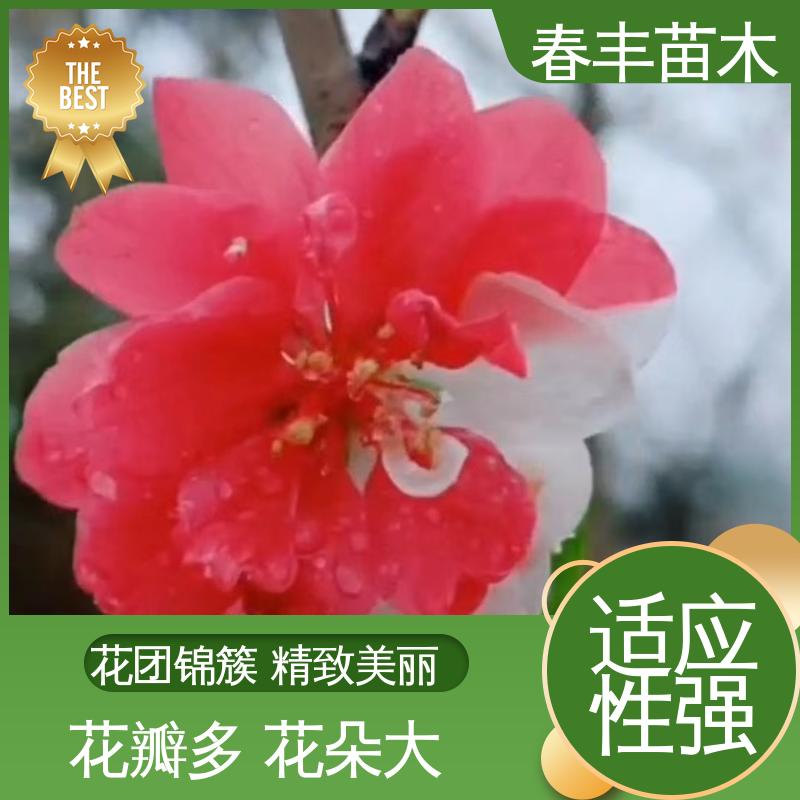 春丰苗木 基地现挖 品霞桃 8-10公分 重花叠瓣 效果佳
