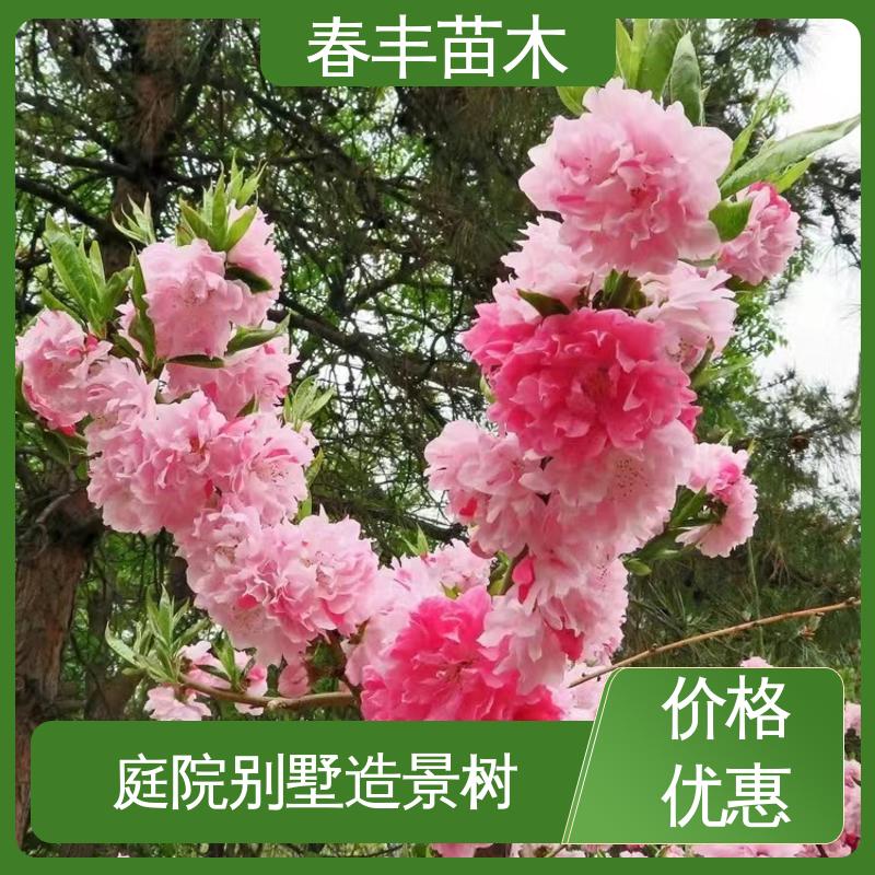 春丰苗木 基地供应 山桃树5-9公分 规格齐全 品种纯正