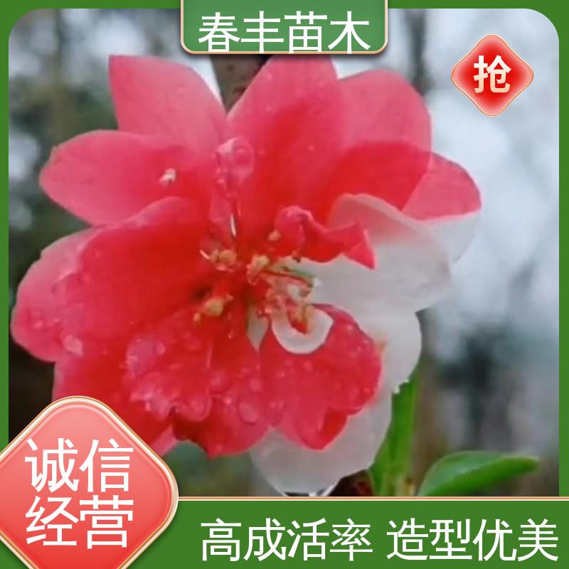 春丰苗木 基地供应 菊花桃 8-10公分 花色艳丽动人