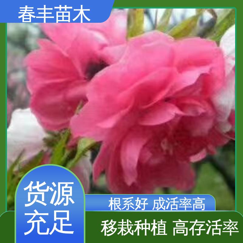 春丰苗木 基地供应 白花山碧桃6-8公分 成活率高 适应性强