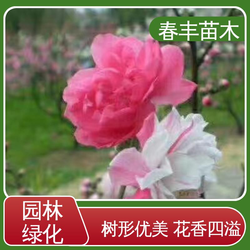 春丰苗木 基地现挖 品虹30元打土球上车 质量合格 一条龙培育