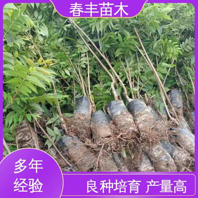 春丰苗木 碧根果树苗专业育苗 高产出 果材兼用树种