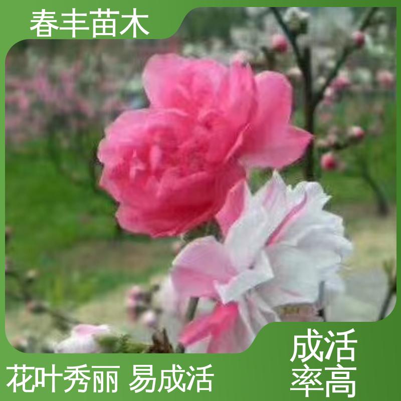 春丰苗木 基地现挖 鸳鸯桃6-8公分 花瓣多 花朵大 