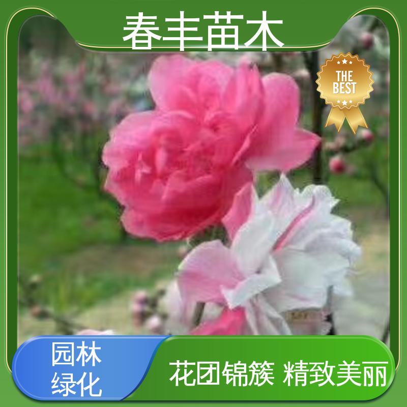 春丰苗木 基地供应 红叶碧桃6-8公分 规格齐全 品种纯正