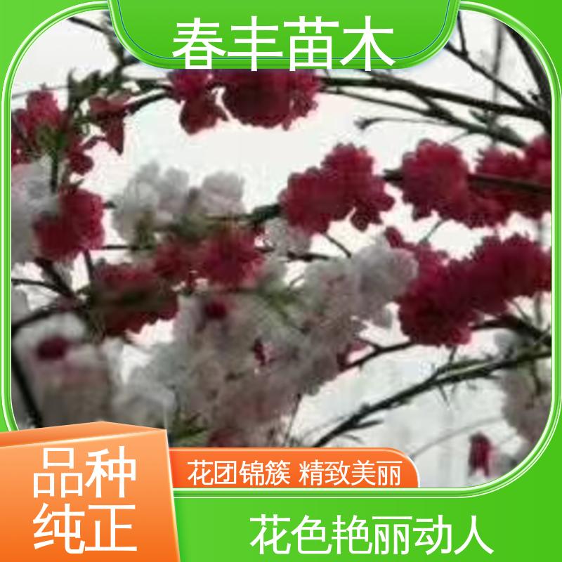 春丰苗木 观赏桃苗基地培育 庭院别墅造景树 花团锦簇 精致美丽