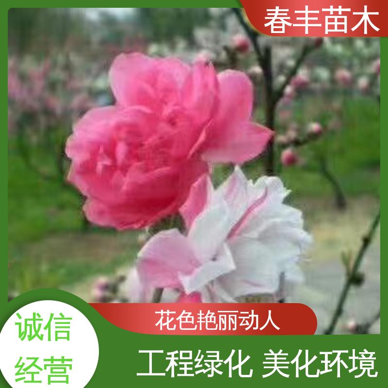 春丰苗木 找桃树苗1米高 庭院别墅造景树 颜色鲜艳 花色多样