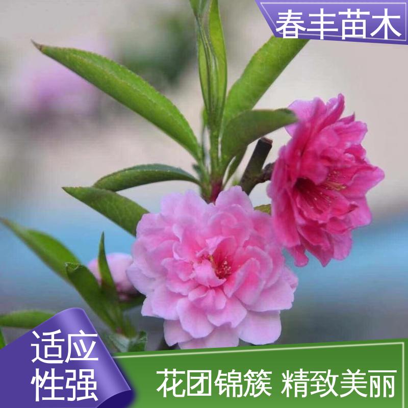 春丰苗木 基地供应 鸳鸯碧桃6-8公分 移栽种植 高存活率