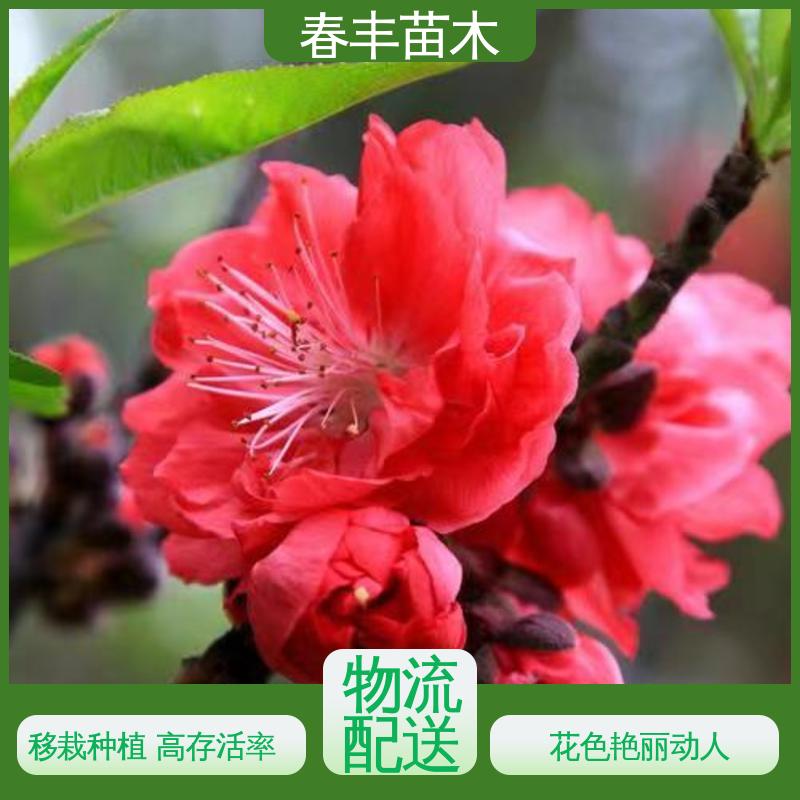 春丰苗木 观赏桃苗批发零售 树形丰富 花香四溢 花色艳丽动人