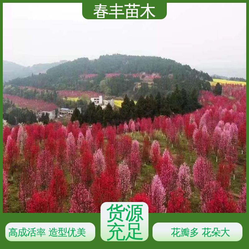 春丰苗木 基地现挖 红叶碧桃50元上车价 花瓣多 花朵大 