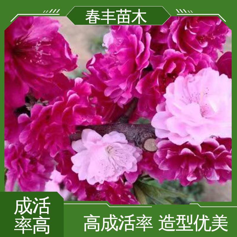 春丰苗木 基地现挖 碧桃6-8公分 颜色鲜艳 花色多样