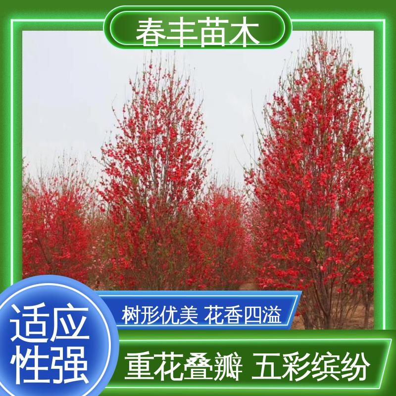 春丰苗木 基地现挖 五宝桃30元打土球上车 成活率高 适应性强