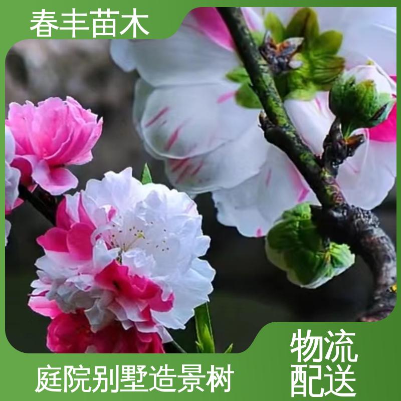 春丰苗木 基地现挖 碧桃树 8-10公分 颜色鲜艳 花色多样