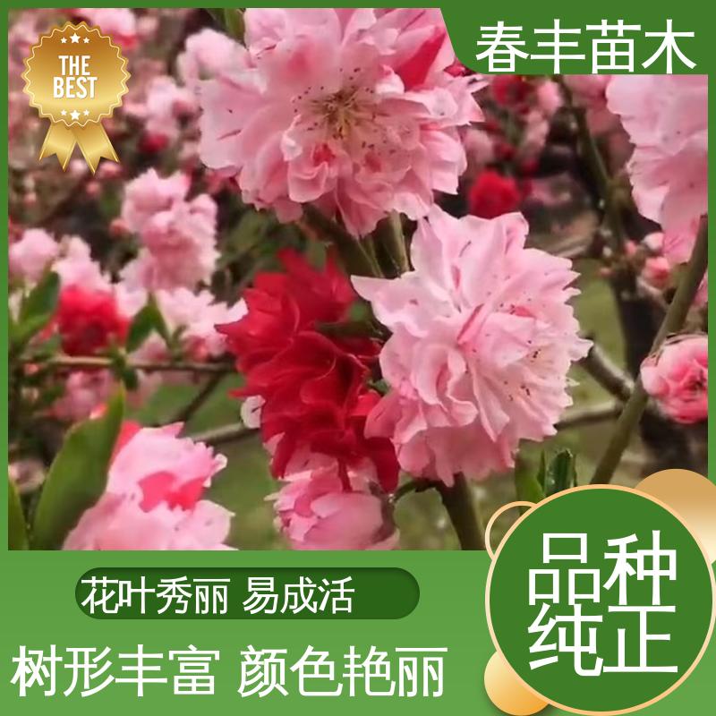春丰苗木 基地现挖 绿叶碧桃6-8公分 包装好 成活率高