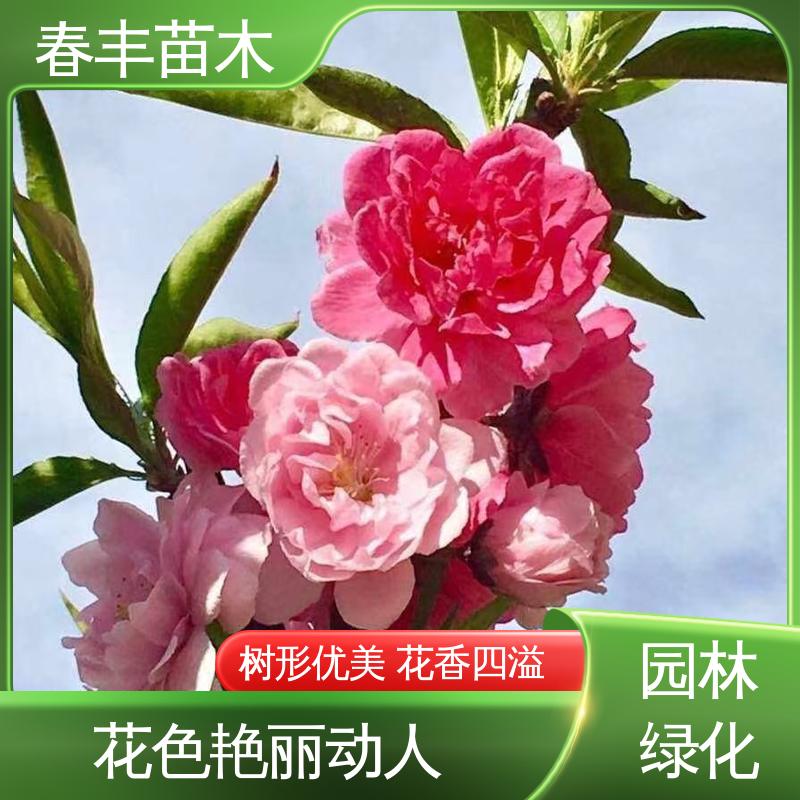 春丰苗木 基地现挖 粉碧桃5-9公分 移栽种植 高存活率