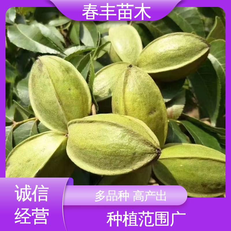 春丰苗木 美国山核桃苗子基地生产 果实含油量高 高成活率 货源充足