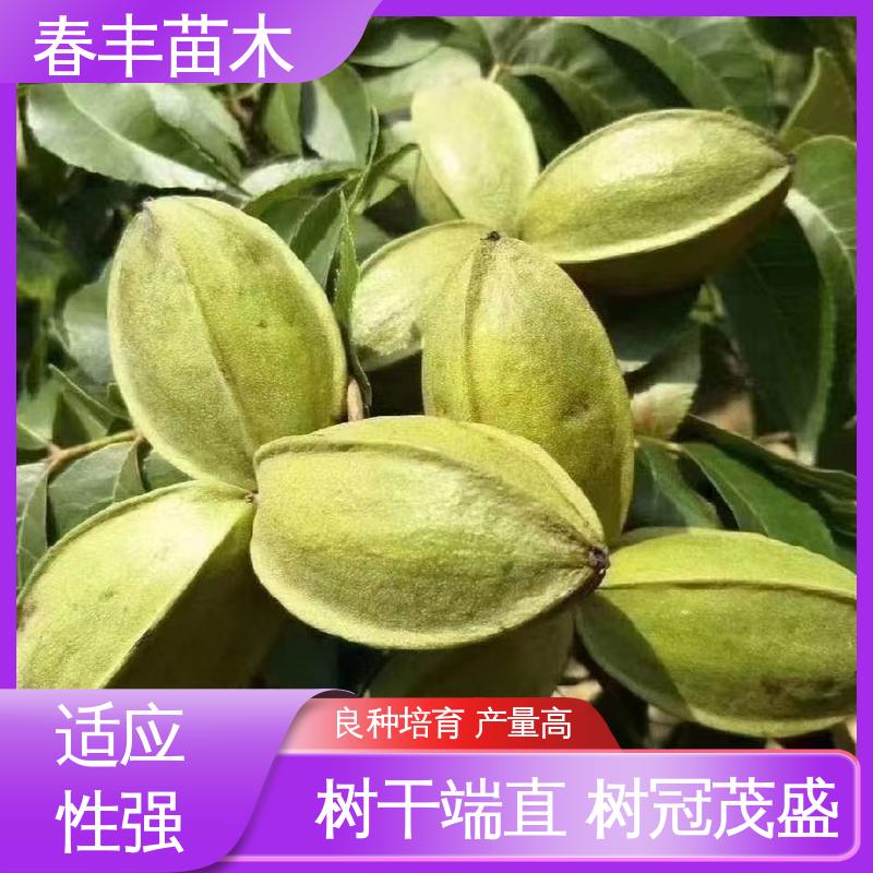 春丰苗木 美国山核桃容器苗基地生产 品质好 果材兼用 易成活