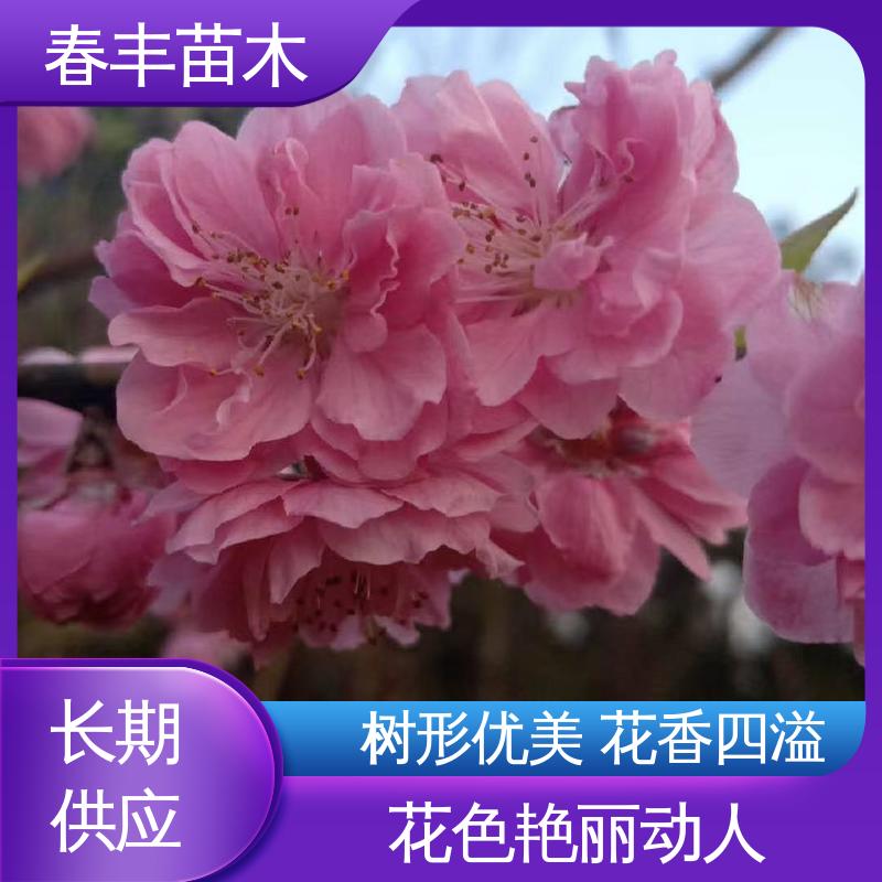 春丰苗木 找桃树苗3元一株 公园景区装饰绿植 移栽种植 高存活率