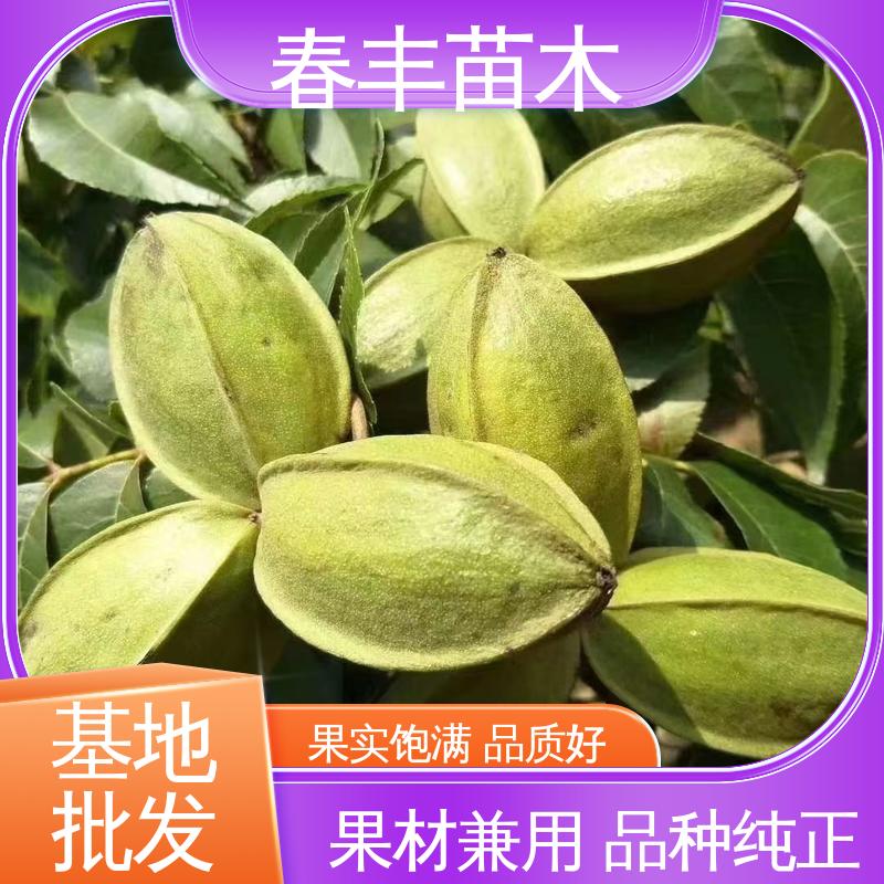 春丰苗木 美国山核桃袋装苗1-3年 果实含油量高 果材兼用树种