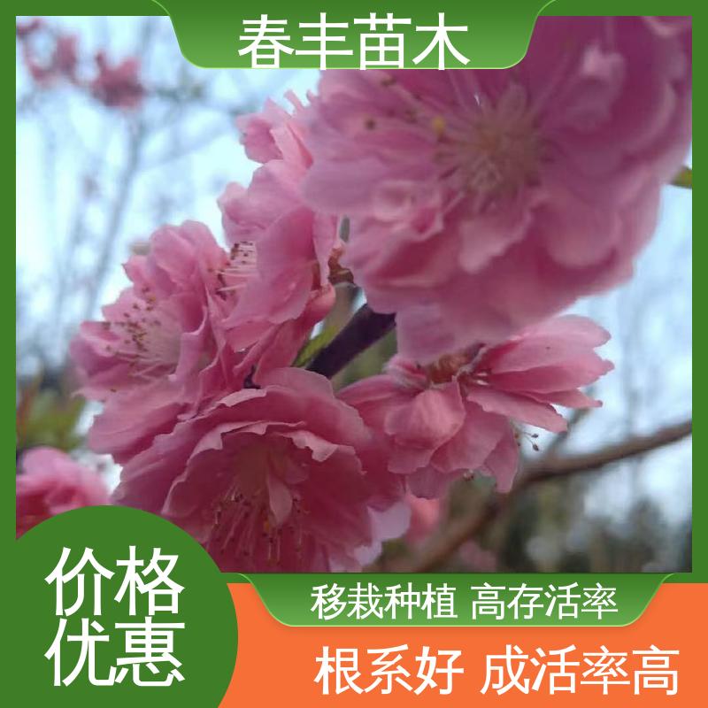 春丰苗木 观赏桃苗生产 工程绿化 美化环境 高成活率 造型优美
