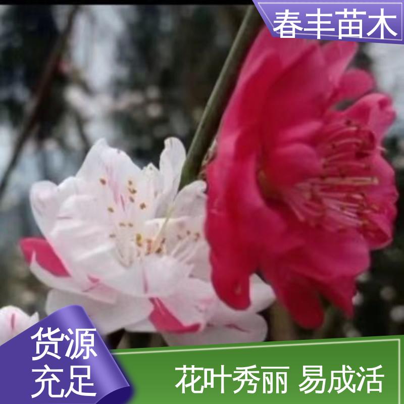 春丰苗木 基地现挖 罩手桃50元上车价 规格齐全 品种纯正