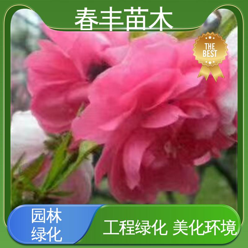 春丰苗木 基地现挖 品虹6-8公分 花叶秀丽 易成活