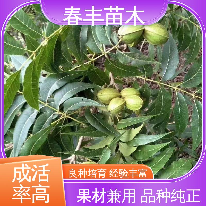 春丰苗木 碧根果树苗1-3年 多品种 移栽种植 高存活率