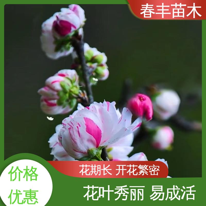 春丰苗木 基地现挖 绛桃树 8-10公分 包装好 成活率高