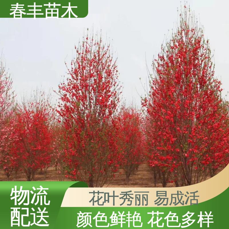 春丰苗木 基地现挖 粉碧桃5-9公分 花色艳丽动人