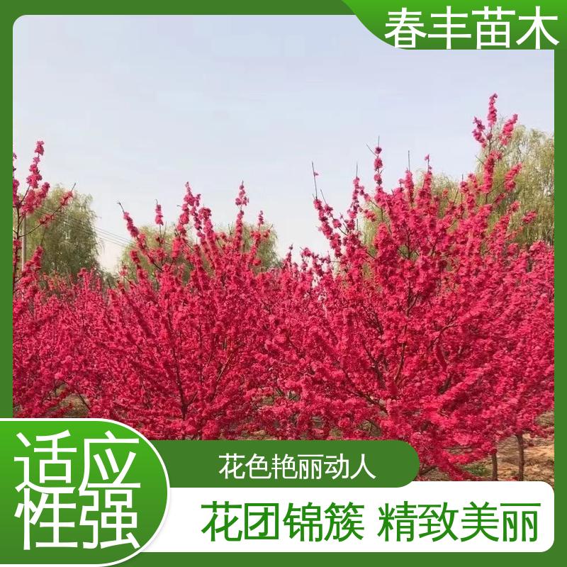 春丰苗木 基地供应 青叶碧桃5-9公分 移栽种植 高存活率