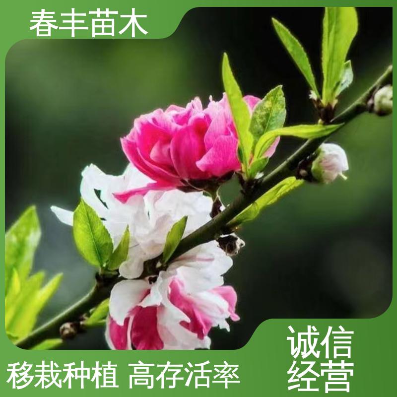 春丰苗木 基地现挖 红花碧桃5-9公分 重花叠瓣 效果佳