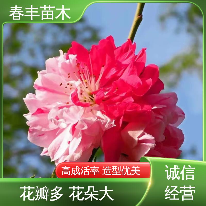 春丰苗木 基地供应 簪粉6-8公分 移栽种植 高存活率