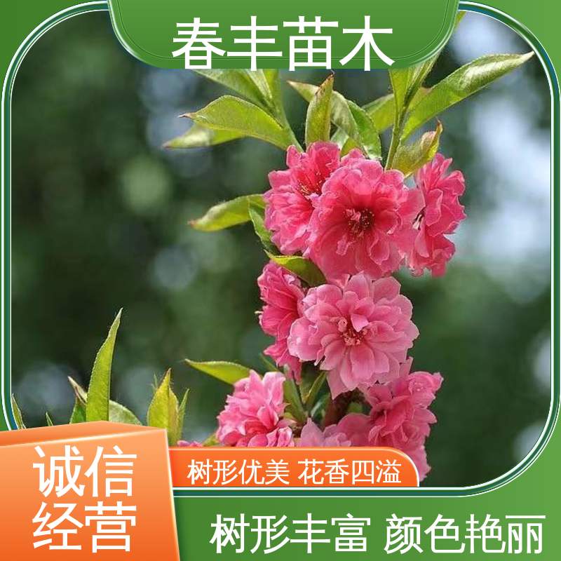 春丰苗木 基地供应 白碧桃 8-10公分 颜色鲜艳 花色多样