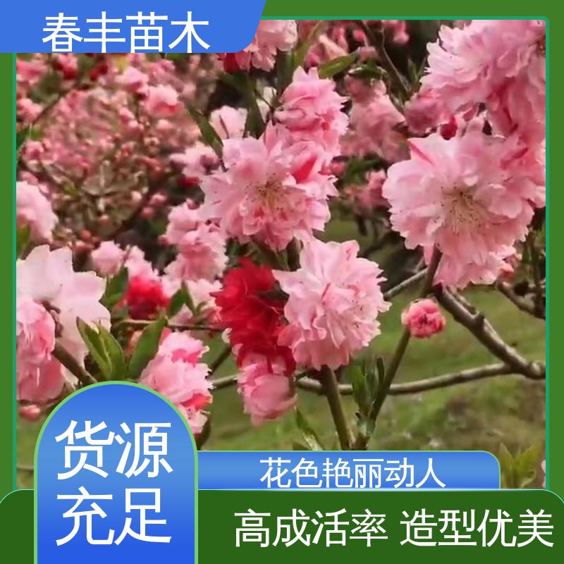春丰苗木 基地现挖 鸳鸯桃5-9公分 移栽种植 高存活率