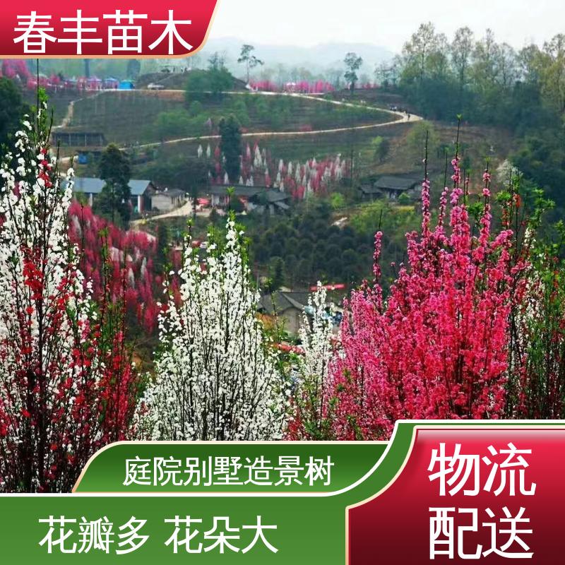 春丰苗木 基地现挖 红菊花桃6-8公分 移栽种植 高存活率