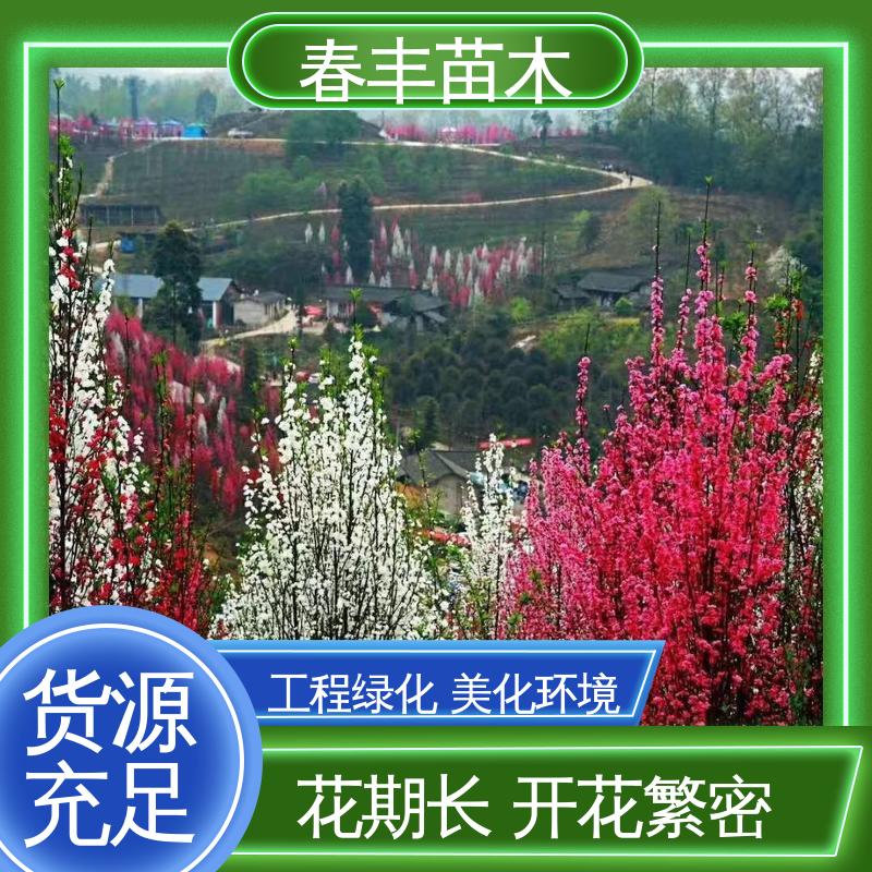 春丰苗木 基地供应 粉花山碧桃6-8公分 质量合格 一条龙培育